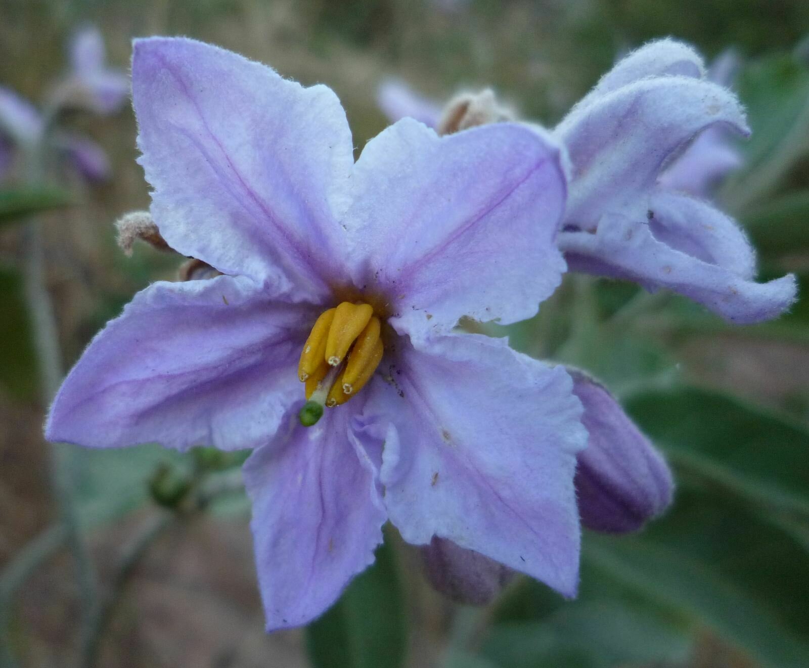 High Resolution Solanum lanceolatum Flower